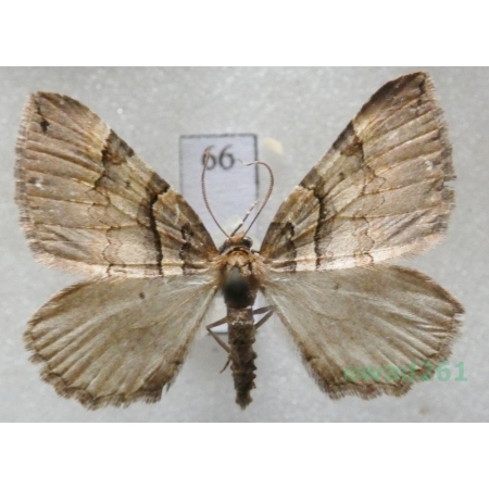Earophila badiata (Denis & Schiffermüller, 1775) Czech66